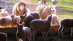 Animals sheep animal