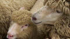 Animals sheep animal