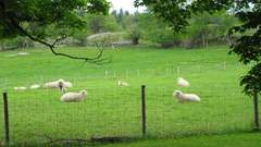 Animals sheep animal