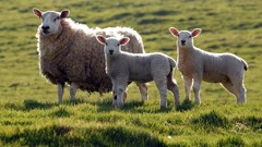 Animals sheep fields lambs baby animals