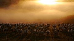 Animals sheep fields sunlight