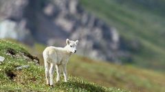 Animals sheep lambs