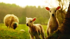 Animals sheep lambs baby animals