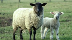 Animals sheep lambs mother baby animals