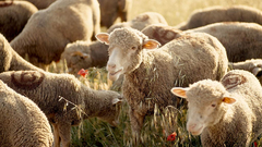 Animals sheep National geographic