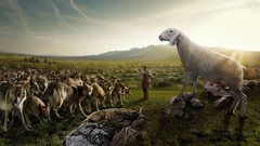 Animals sheep Wolves sunlight