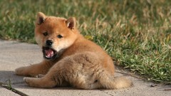 Animals Shiba Inu