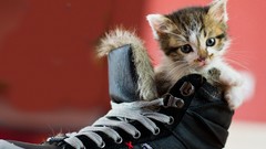 Animals Shoes Kittens