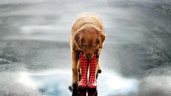 Animals Shoes Puppies Dogs pets