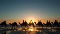 Animals silhouettes Camels