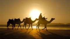 Animals silhouettes Camels sunlight morocco deserts