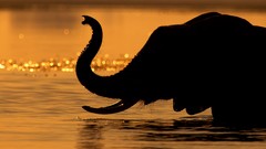 Animals silhouettes elephants swimming safari Mario Moreno