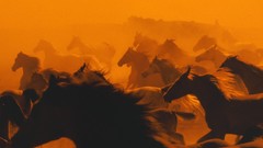 Animals silhouettes Horses