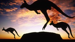 Animals silhouettes jumping kangaroos