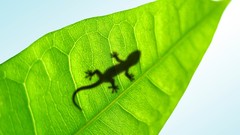 Animals silhouettes leaf Reptiles