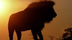Animals silhouettes Lions sunlight
