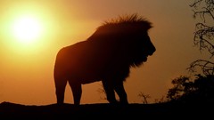 Animals silhouettes Lions sunlight