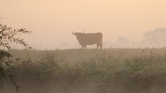 Animals silhouettes mist fields