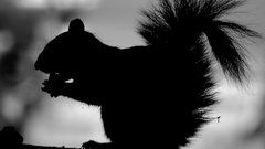 Animals silhouettes squirrels grayscale
