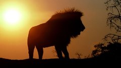 Animals silhouettes sunlight Lions