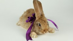 Animals Simple Background