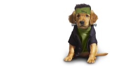 Animals Simple Background