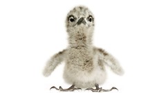 Animals Simple Background