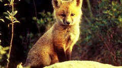 Animals sitting foxes