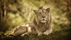 Animals sitting Lions