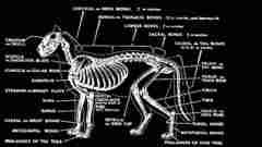 Animals skeletons X-ray