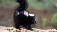 Animals skunks