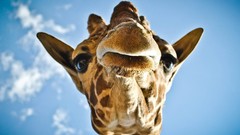 Animals skyscapes Giraffes