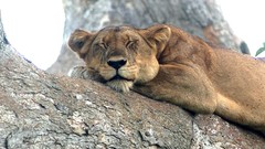 Animals sleeping Africa Lions feline
