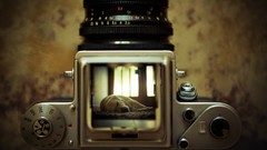 Animals sleeping Cameras idea