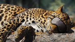 Animals sleeping cheetahs