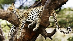 Animals sleeping cheetahs