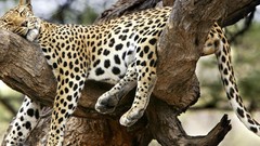 Animals sleeping funny cheetahs
