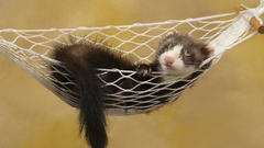 Animals sleeping hammock ferret