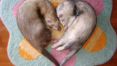 Animals sleeping Hearts ferret