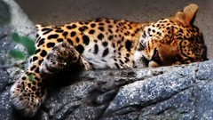 Animals sleeping jaguars baby animals