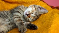 Animals sleeping Kittens