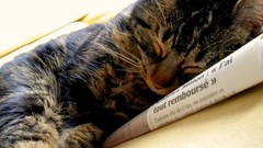 Animals sleeping Kittens newspapers