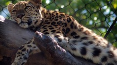 Animals sleeping Leopards