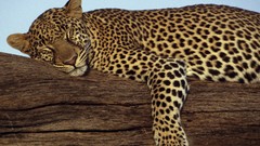 Animals sleeping Leopards