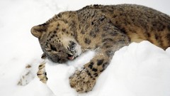 Animals sleeping Leopards feline