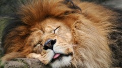 Animals sleeping Lions
