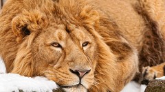 Animals sleeping Lions