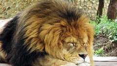 Animals sleeping Lions