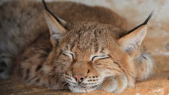 Animals sleeping lynx