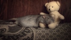 Animals sleeping mice teddy bears Rats stuffed animals